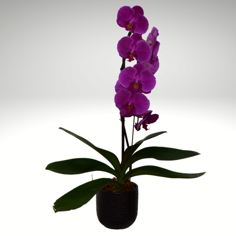 Orquídea de cascada en cerámica de color